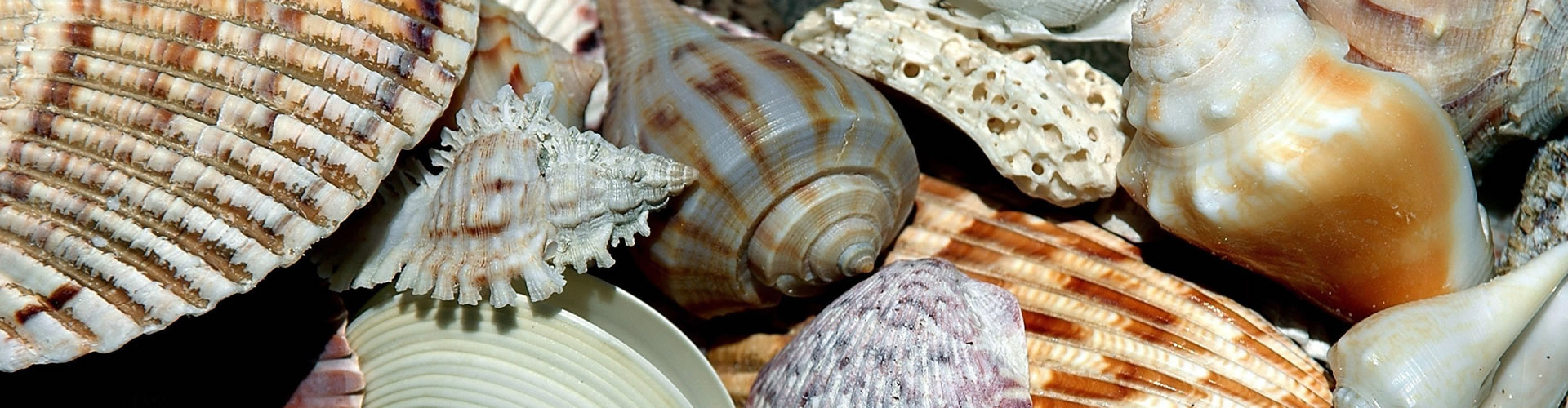 slide5 Florida Funeral Jobs