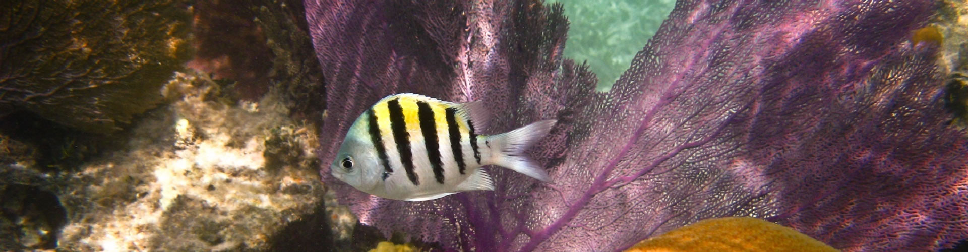 slide7 Florida Funeral Jobs